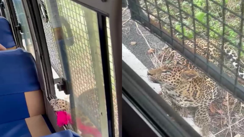 Bannerughatta Biological Park Leopard