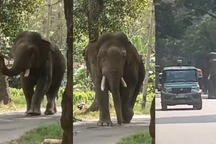 Beluru Hassan Forest Department Elephant