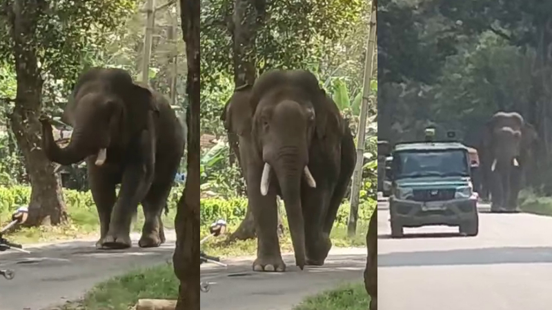 Beluru Hassan Forest Department Elephant