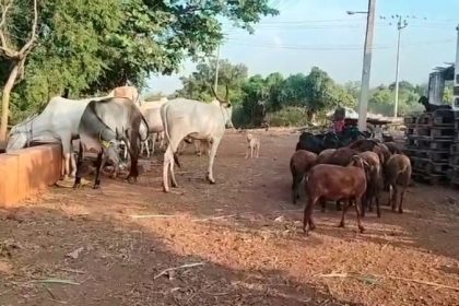 Bulls survive leopard attack Hosapete Ballari