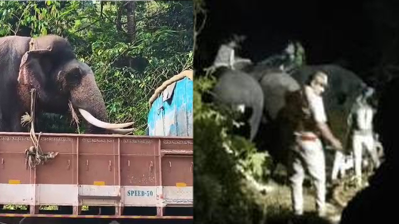 Chikkamagaluru Elephant