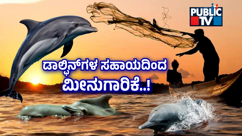 Dolphin 2