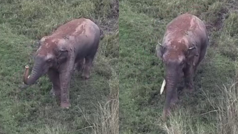 Elephant Bikkodu Bhima