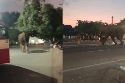 Elephant roaming in Gundlupet town