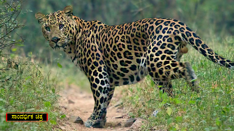 KRS Leopard