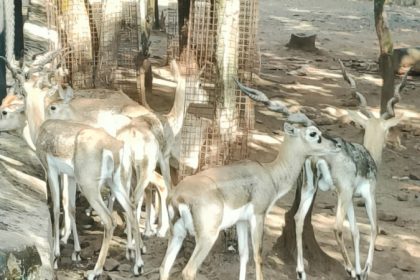 Kittur Rani Chennamma Nisargadhama Blackbucks