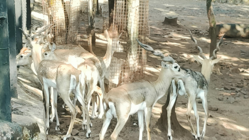 Kittur Rani Chennamma Nisargadhama Blackbucks