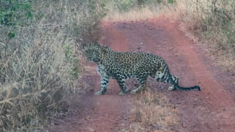 Leopard 1 2