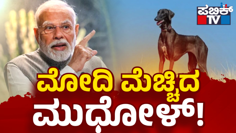 ಸೇನೆಗೆ ರಾಂಪುರ್, ಮುಧೋಳ್ ಹೌಂಡ್ ತಳಿ ಶ್ವಾನಗಳ ಬಲ - ಇವುಗಳ ಸಾಮರ್ಥ್ಯವೇನು ಗೊತ್ತಾ? 1 Mudhol