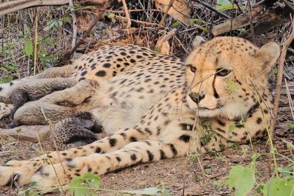 Mukhi Cheetah Kuno National Park