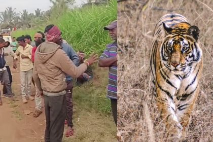 Mysuru Tiger Attack