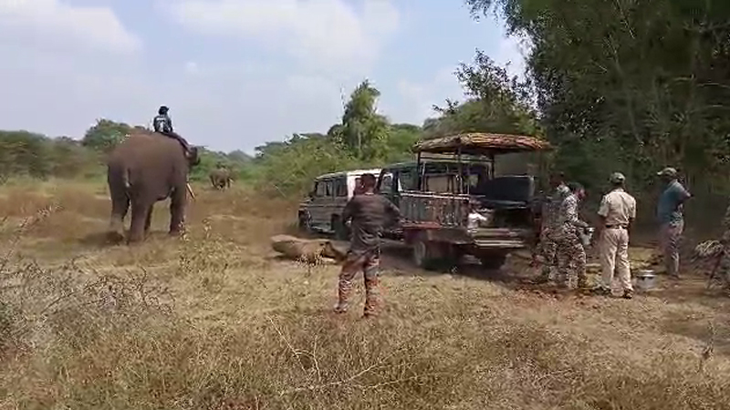 ಮೈಸೂರು | ಕಾಡಿನಿಂದ ನಾಡಿಗೆ ಬರೋಬ್ಬರಿ 21 ಹುಲಿಗಳು ಎಂಟ್ರಿ; ಜನಕ್ಕೆ ಢವಢವ 10 Tiger Entry 2