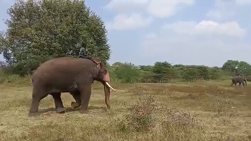 ಮೈಸೂರು | ಕಾಡಿನಿಂದ ನಾಡಿಗೆ ಬರೋಬ್ಬರಿ 21 ಹುಲಿಗಳು ಎಂಟ್ರಿ; ಜನಕ್ಕೆ ಢವಢವ 8 Tiger Entry 3