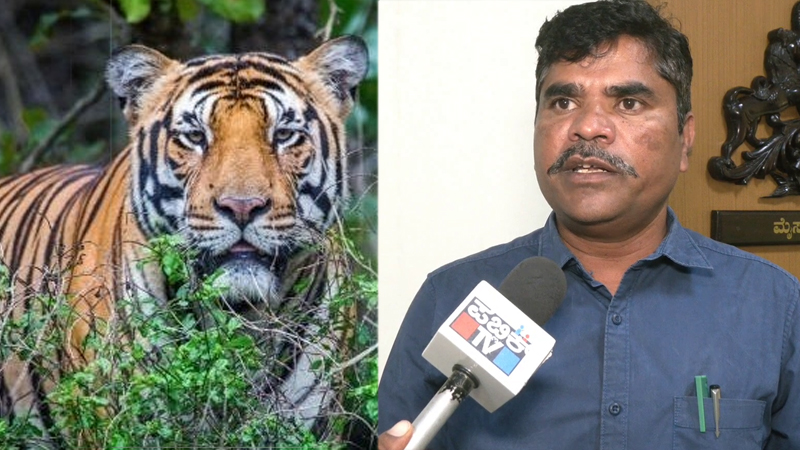 ಮೈಸೂರು | ಕಾಡಿನಿಂದ ನಾಡಿಗೆ ಬರೋಬ್ಬರಿ 21 ಹುಲಿಗಳು ಎಂಟ್ರಿ; ಜನಕ್ಕೆ ಢವಢವ 7 Tiger Entry 4