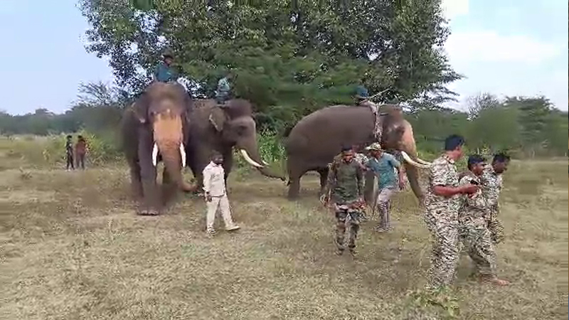 ಮೈಸೂರು | ಕಾಡಿನಿಂದ ನಾಡಿಗೆ ಬರೋಬ್ಬರಿ 21 ಹುಲಿಗಳು ಎಂಟ್ರಿ; ಜನಕ್ಕೆ ಢವಢವ 9 Tiger Entry