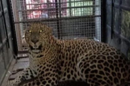 leopard chamarajanagara