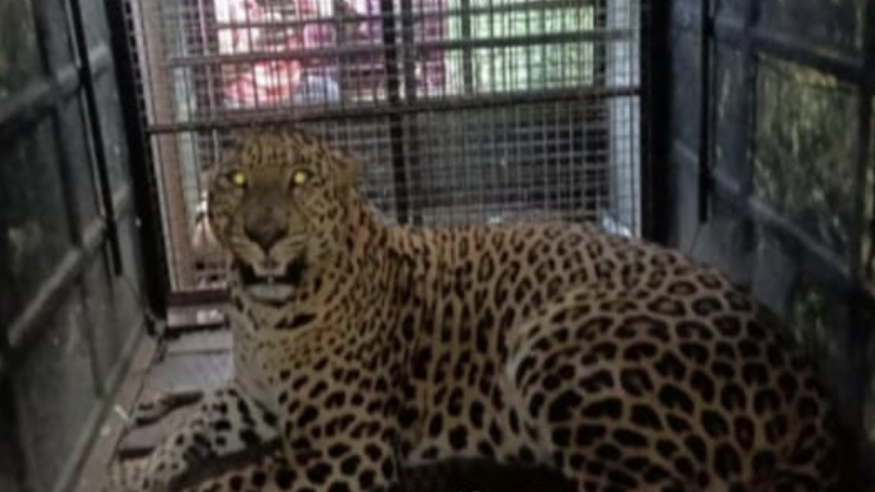 leopard chamarajanagara