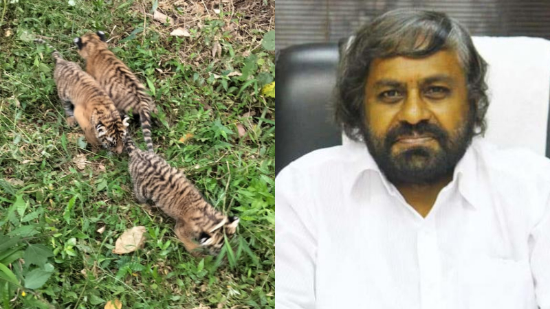 tiger missing eshwar khandre