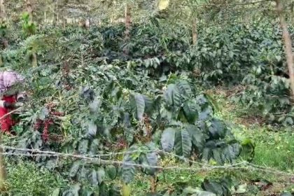 20 bags of coffee stolen in belur hassan