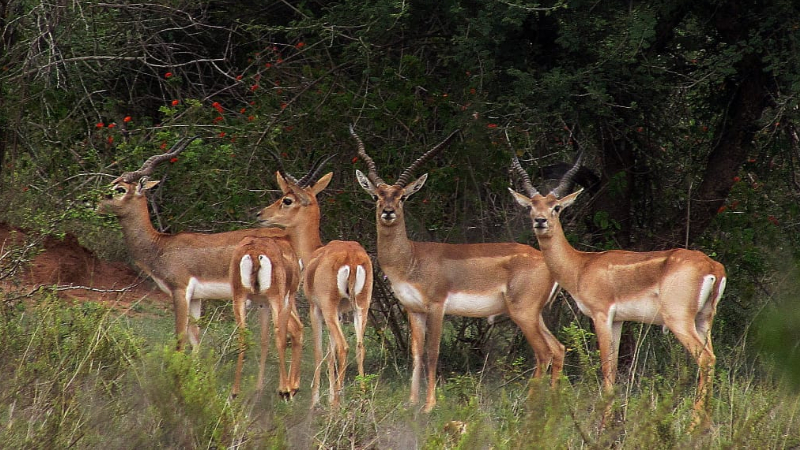 Blackbuck 1