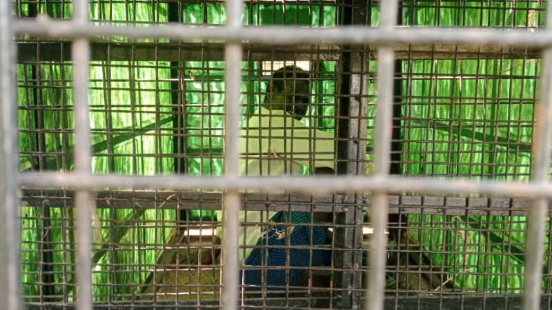 Chamarajanagar Leopard Cage