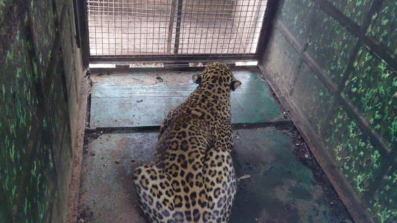 ಚಿಕ್ಕಬಳ್ಳಾಪುರ | ಗ್ರಾಮಸ್ಥರ ನಿದ್ದೆಗೆಡಿಸಿದ್ದ ಚಿರತೆ ಕೊನೆಗೂ ಸೆರೆ - ನಿಟ್ಟುಸಿರುಬಿಟ್ಟ ಜನ 3 Chikkaballapura 2 1