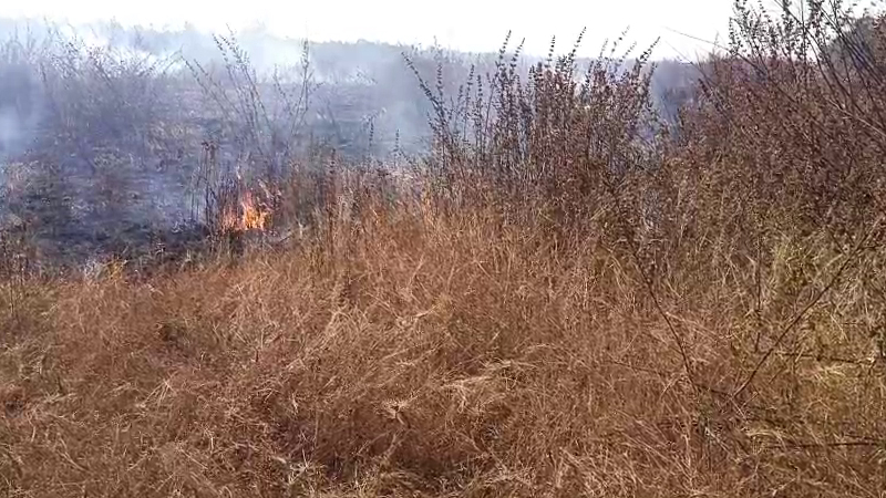 Chitta Reserved Forest