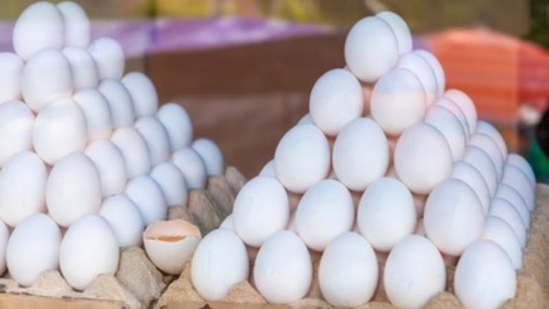 Egg 1