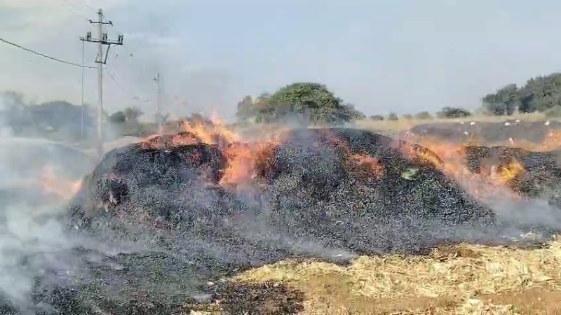 Fire in maize pile crop damage worth lakhs of rupees