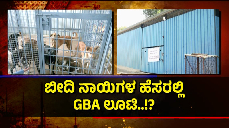 ಬೀದಿ ನಾಯಿಗಳ ಹೆಸ್ರಲ್ಲಿ ಲೂಟಿ ಮಾಡ್ತಿದ್ಯಾ ಜಿಬಿಎ? - ಶೆಡ್ ನಿರ್ಮಾಣಕ್ಕೆ 50 ಲಕ್ಷದ ಟೆಂಡರ್ 5 GBA Dog 2