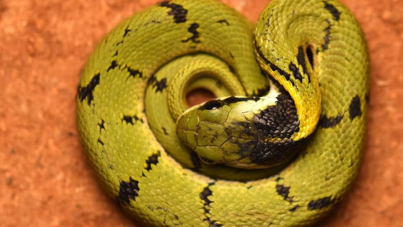 Explainer | ಕಾಳಿಂಗ ಸರ್ಪ ಹಿಡಿಯೋಕೆ ಅರಣ್ಯ ಇಲಾಖೆಯಿಂದಲೇ ವ್ಯವಸ್ಥೆ - ವಿಶೇಷ ತರಬೇತಿ ಅಗತ್ಯವೇ? ಉರಗ ತಜ್ಞರು ಹೇಳೋದೇನು? 13 Garagasa mandala