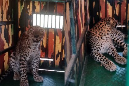 Haveri Leopard Caught