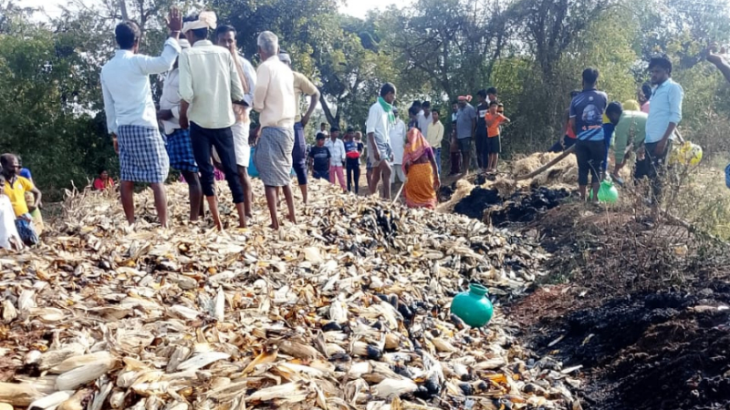 Haveri | ಆಕಸ್ಮಿಕ ಬೆಂಕಿ - 4 ಲಕ್ಷ ಮೌಲ್ಯದ ಮೆಕ್ಕೆಜೋಳದ ರಾಶಿ ಭಸ್ಮ 1 Haveri Maize Fire