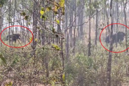 Haveri Wild Elephant