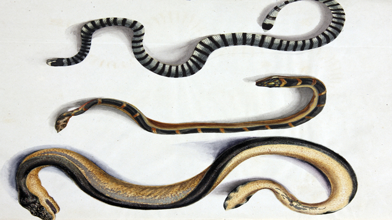 Explainer | ಕಾಳಿಂಗ ಸರ್ಪ ಹಿಡಿಯೋಕೆ ಅರಣ್ಯ ಇಲಾಖೆಯಿಂದಲೇ ವ್ಯವಸ್ಥೆ - ವಿಶೇಷ ತರಬೇತಿ ಅಗತ್ಯವೇ? ಉರಗ ತಜ್ಞರು ಹೇಳೋದೇನು? 15 Kadala Havu