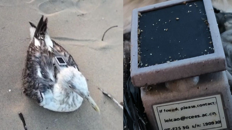 Karwar Gull 1