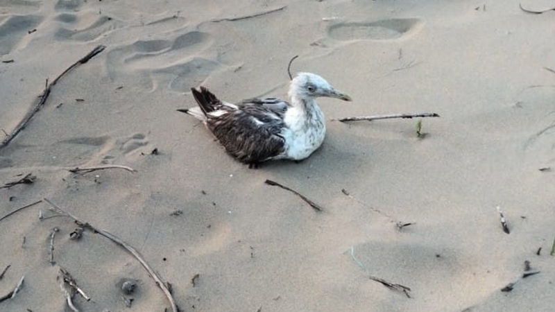 ವಲಸೆ ಬಂದ ಸೀಗಲ್ ಹಕ್ಕಿಯಲ್ಲಿ GPS ಟ್ರ್ಯಾಕರ್ ಪತ್ತೆ - ಕಾರವಾರ ನೌಕಾನೆಲೆಯಲ್ಲಿ ಚೀನಾ ಗೂಢಚರ್ಯೆ ಶಂಕೆ 4 Karwar Gull 2