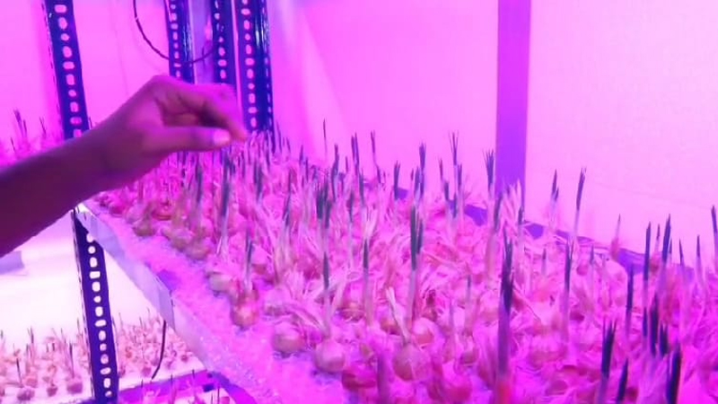 Kashmir Kesar Doddaballapura 4