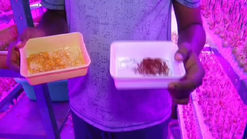 Kashmir Kesar Doddaballapura 5