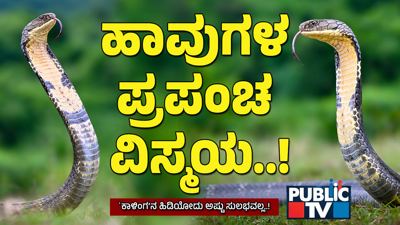 Explainer | ಕಾಳಿಂಗ ಸರ್ಪ ಹಿಡಿಯೋಕೆ ಅರಣ್ಯ ಇಲಾಖೆಯಿಂದಲೇ ವ್ಯವಸ್ಥೆ - ವಿಶೇಷ ತರಬೇತಿ ಅಗತ್ಯವೇ? ಉರಗ ತಜ್ಞರು ಹೇಳೋದೇನು? 9 King Cobra