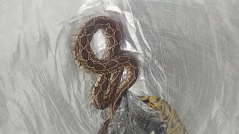 Explainer | ಕಾಳಿಂಗ ಸರ್ಪ ಹಿಡಿಯೋಕೆ ಅರಣ್ಯ ಇಲಾಖೆಯಿಂದಲೇ ವ್ಯವಸ್ಥೆ - ವಿಶೇಷ ತರಬೇತಿ ಅಗತ್ಯವೇ? ಉರಗ ತಜ್ಞರು ಹೇಳೋದೇನು? 17 Kolaku Mandala