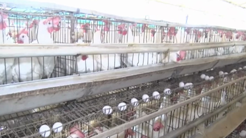 ಕೋಳಿ ಮೊಟ್ಟೆ ಸೇವಿಸಿದ್ರೆ ಕ್ಯಾನ್ಸರ್ ಬರುತ್ತಾ? ʻಪಬ್ಲಿಕ್ ಟಿವಿʼ ರಿಯಾಲಿಟಿ ಚೆಕ್ 5 Koppala Egg 3