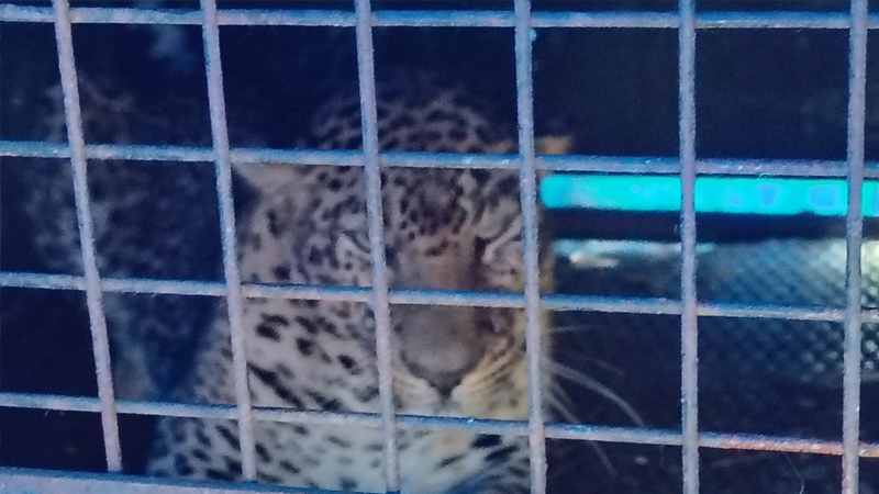 ಹಲವು ದಿನಗಳಿಂದ ಜನರ ನಿದ್ದೆಗೆಡಿಸಿದ್ದ ಚಿರತೆ ಸೆರೆ - ಗ್ರಾಮಸ್ಥರಿಗೆ ನಿಶ್ಚಿಂತೆ 3 Leopard 2