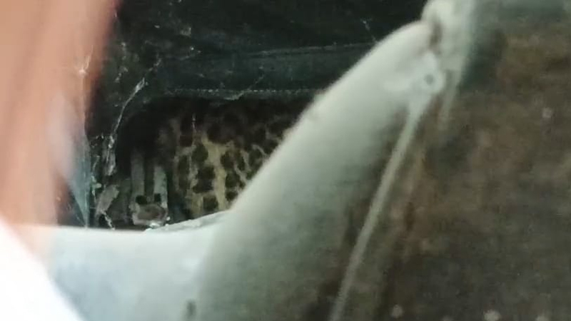 Leopard Cub 1