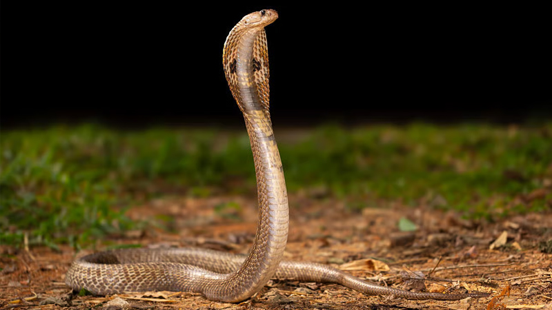 Explainer | ಕಾಳಿಂಗ ಸರ್ಪ ಹಿಡಿಯೋಕೆ ಅರಣ್ಯ ಇಲಾಖೆಯಿಂದಲೇ ವ್ಯವಸ್ಥೆ - ವಿಶೇಷ ತರಬೇತಿ ಅಗತ್ಯವೇ? ಉರಗ ತಜ್ಞರು ಹೇಳೋದೇನು? 14 Snake