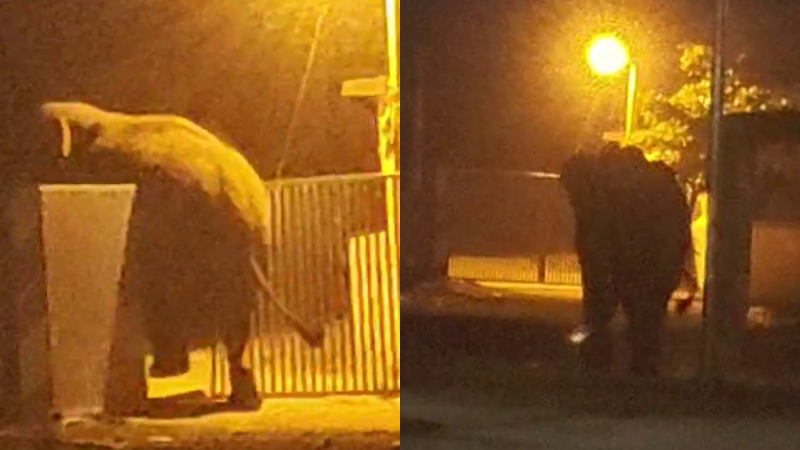 The Elephant that came to Hirekerur town after Byadagi and Ranebennuru 2