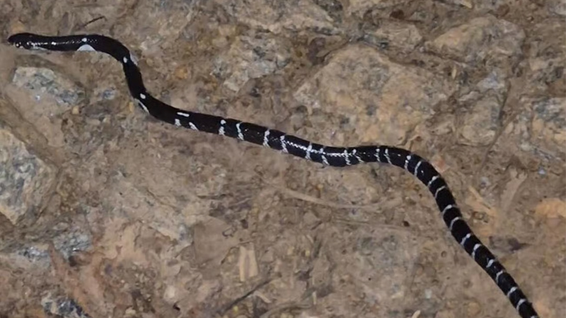 Explainer | ಕಾಳಿಂಗ ಸರ್ಪ ಹಿಡಿಯೋಕೆ ಅರಣ್ಯ ಇಲಾಖೆಯಿಂದಲೇ ವ್ಯವಸ್ಥೆ - ವಿಶೇಷ ತರಬೇತಿ ಅಗತ್ಯವೇ? ಉರಗ ತಜ್ಞರು ಹೇಳೋದೇನು? 16 common create snake