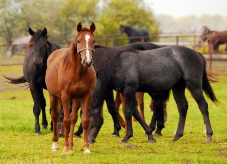 horse glanders disease 1 1