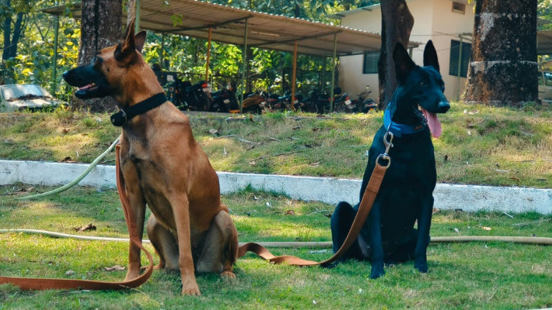 ಕಾಳಿ ಹುಲಿ ರಕ್ಷಿತಾರಣ್ಯಕ್ಕೆ ಶ್ವಾನ ದಳದ ಬಲ; ಅಪರಾಧ ಕೃತ್ಯ ಪತ್ತೆಗೆ ಅವನಿ, ತಾರ ಕಣ್ಗಾವಲು 3 kali tiger reserve dog squad 1