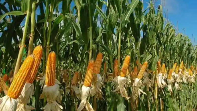 maize